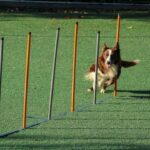 Bordercollie pujottelee agilityradan keppien välistä