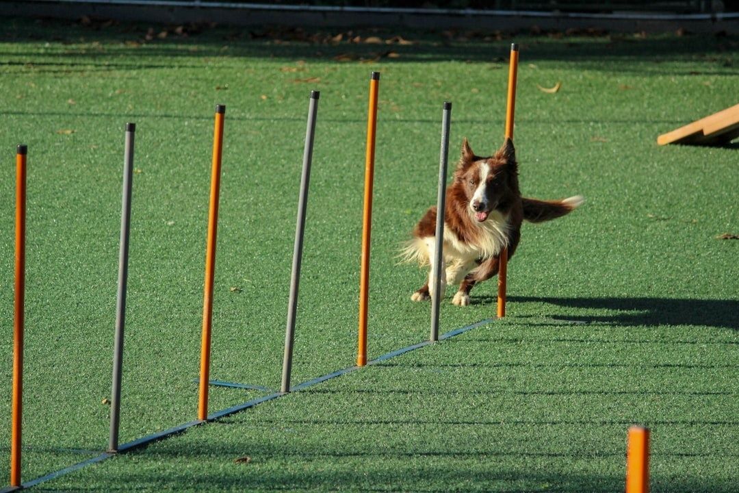 Bordercollie pujottelee agilityradan keppien välistä