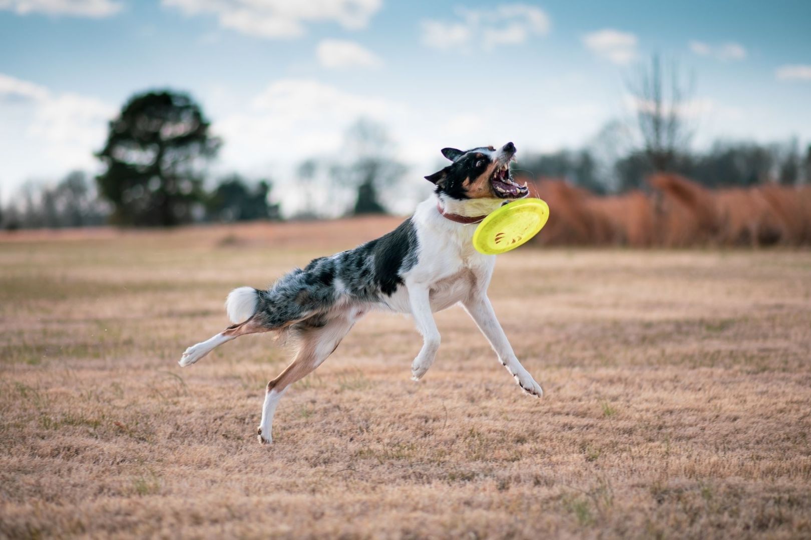 Bordercollie loikkaa pellolla ja ottaa kiinni keltaisen frisbeen